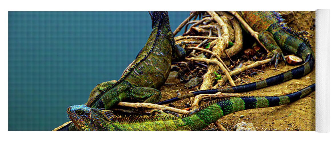 Land Yoga Mat featuring the photograph Iguanas In Montanita, Ecuador by Al Bourassa