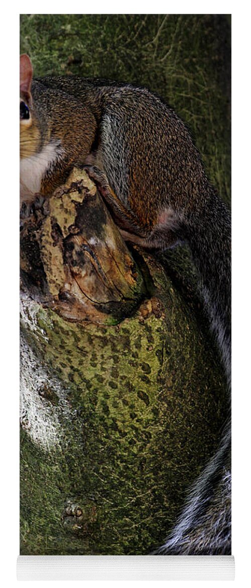 Grey Squirrel Yoga Mat featuring the photograph I'm Invisible by Jennifer Robin