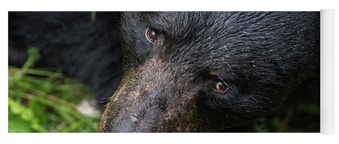 Black Bear Yoga Mat featuring the photograph Im Watching you by David Kirby