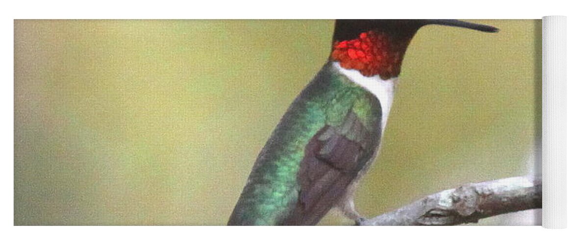 Ruby-throated Hummingbird Yoga Mat featuring the photograph IMG_2020 - Ruby-throated Hummingbird by Travis Truelove