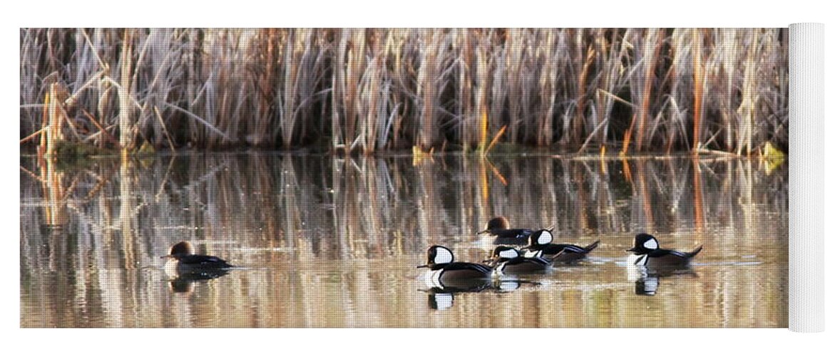 Hooded Mergansers Yoga Mat featuring the photograph IMG_3101-001 - Hooded Mergansers by Travis Truelove