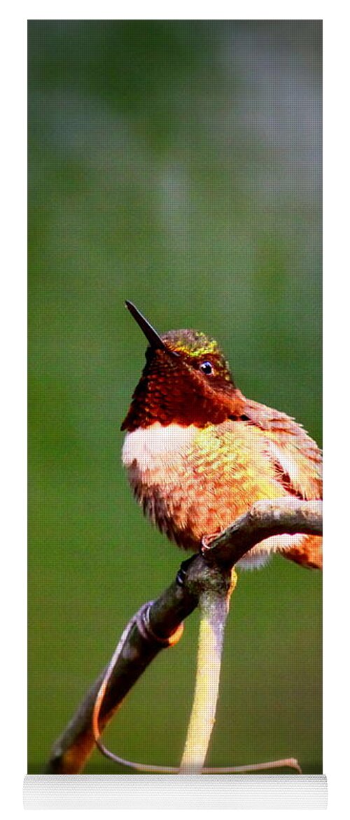 Ruby-throated Hummingbird Yoga Mat featuring the photograph IMG_6138-001 - Ruby-throated Hummingbird by Travis Truelove