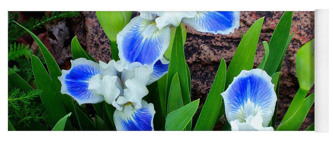 Iris Yoga Mat featuring the photograph In the Garden - Blue-eyes Iris by Chholing Taha