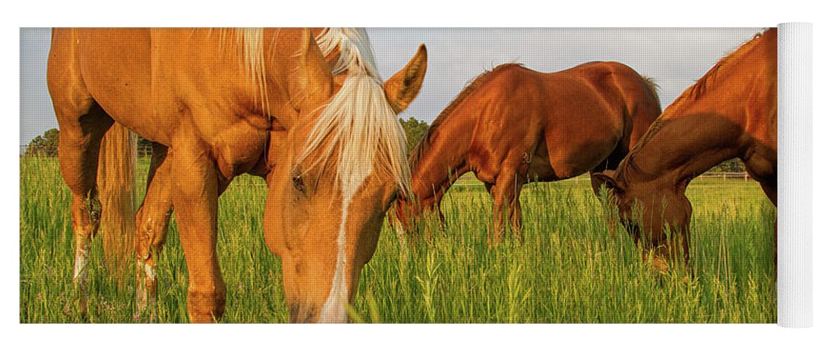 Quarter Horse Yoga Mat featuring the photograph In The Grass by Alana Thrower