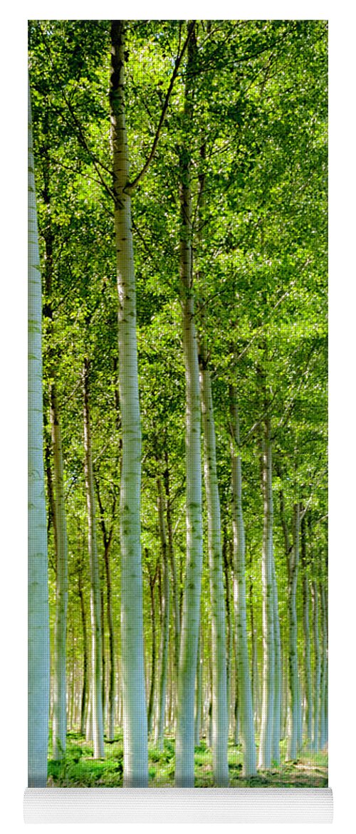 Woods Yoga Mat featuring the photograph In The Woods 4 by Wolfgang Stocker
