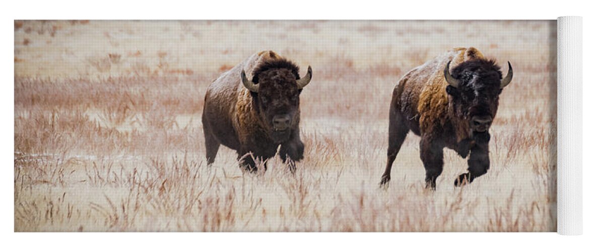 2018 Yoga Mat featuring the photograph Incoming-Bison on the Run by Kelly Kennon
