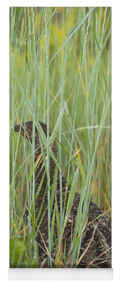 Birds Yoga Mat featuring the photograph Invisible female Spruce Grouse by Daniel Hebard