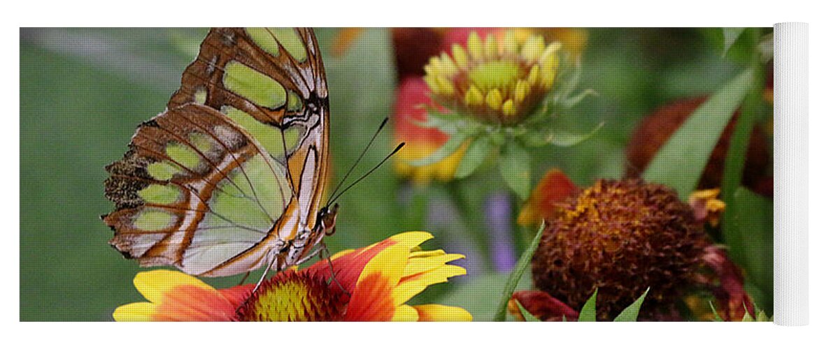 Butterfly Yoga Mat featuring the photograph It's A Colorful World by Living Color Photography Lorraine Lynch