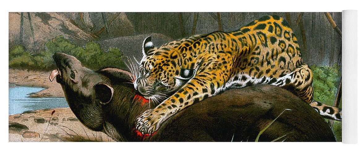Jaguar Killing A Tapir Yoga Mat by Friedrich Wilhelm Kuhnert - Fine Art  America