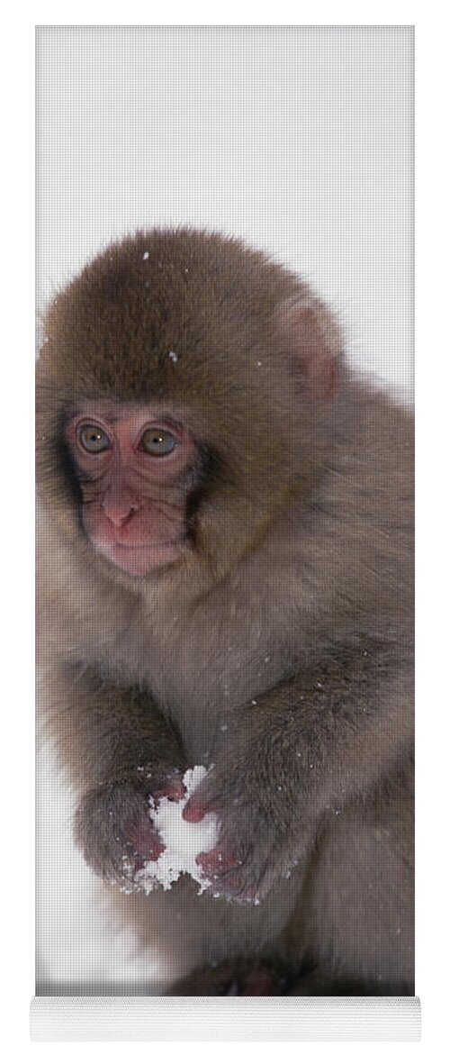Mp Yoga Mat featuring the photograph Japanese Macaque Macaca Fuscata Baby by Konrad Wothe