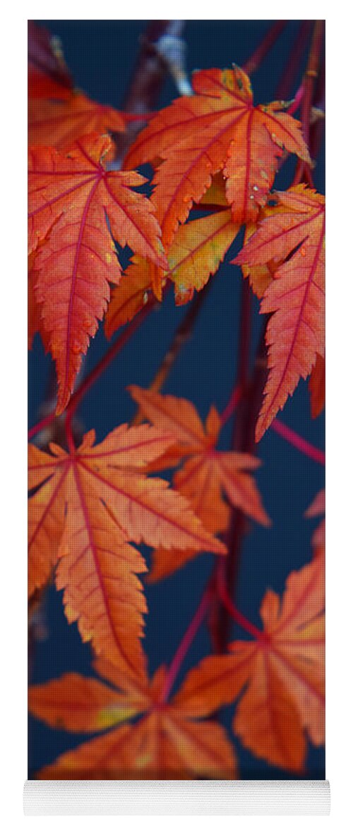 Japanese Maple Leaves In Autumn Yoga Mat featuring the photograph Japanese Maple Leaves In Autumn by Frank Wilson