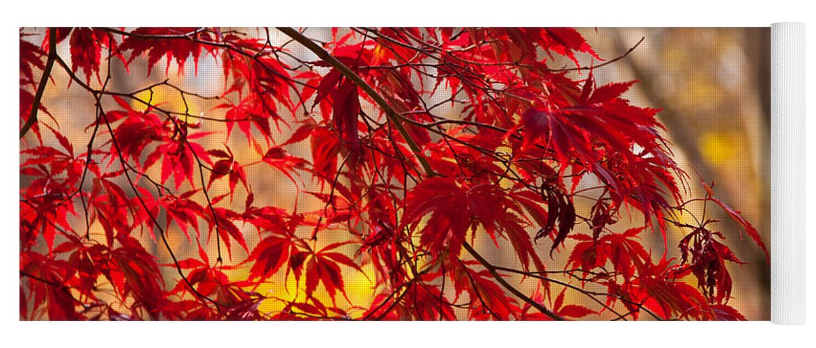 Arnold Arboretum Yoga Mat featuring the photograph Japanese Maples by Susan Cole Kelly