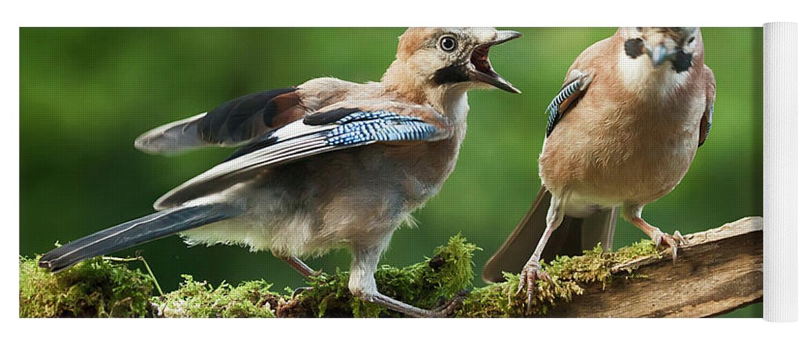Bird Yoga Mat featuring the photograph Jay bird demanding food form parent by Simon Bratt