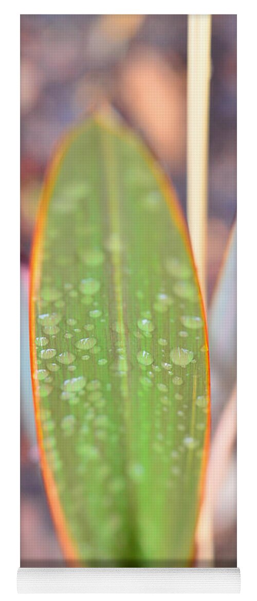 Dew Yoga Mat featuring the photograph Jeweled Pathway by Donna Blackhall