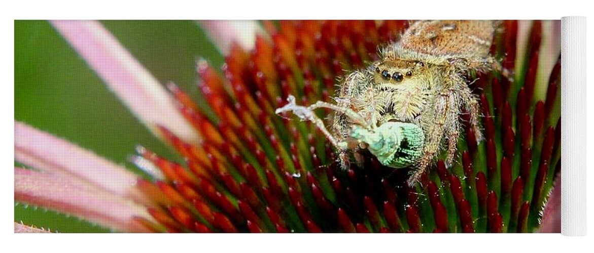 Nature Yoga Mat featuring the photograph Jumping Spider with Green Weevil Snack by Sarah Lilja