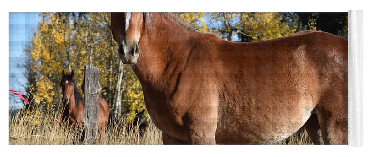 Animal Yoga Mat featuring the photograph Horse CR 511 Divide CO by Margarethe Binkley