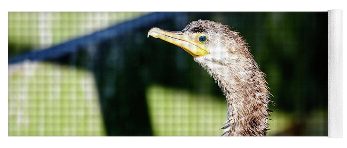 Birds Of South Texas Yoga Mat featuring the photograph Juvenile Cormorant Profile by Debra Martz