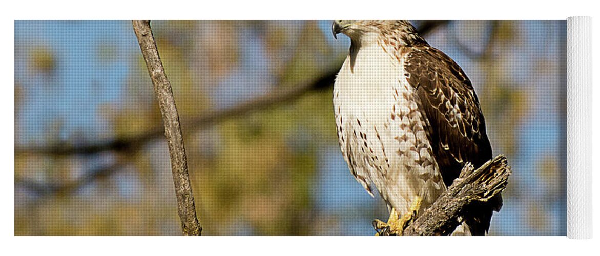 Bird Yoga Mat featuring the photograph Juvenile Red Tailed Hawk Hunting by Dennis Hammer