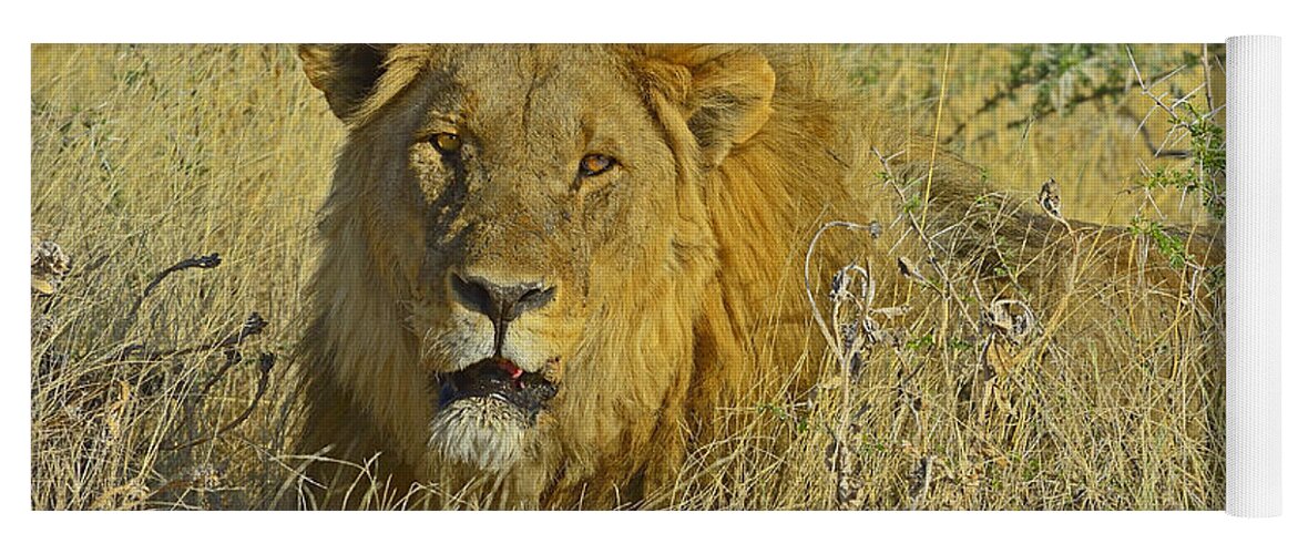 Lion Yoga Mat featuring the photograph King Of Beasts by Tony Beck