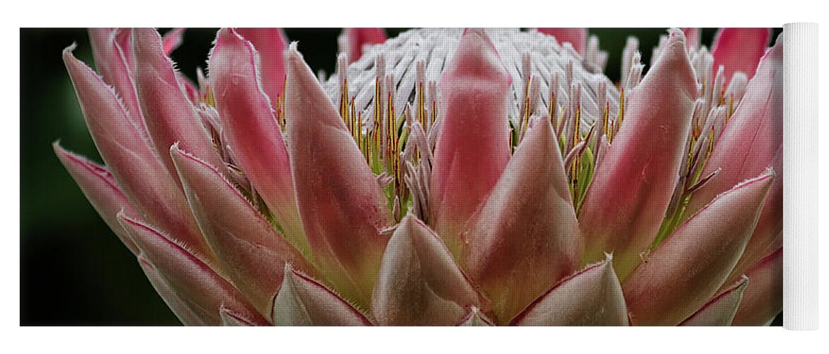 Protea Yoga Mat featuring the photograph King of Proteas by Shirley Mitchell