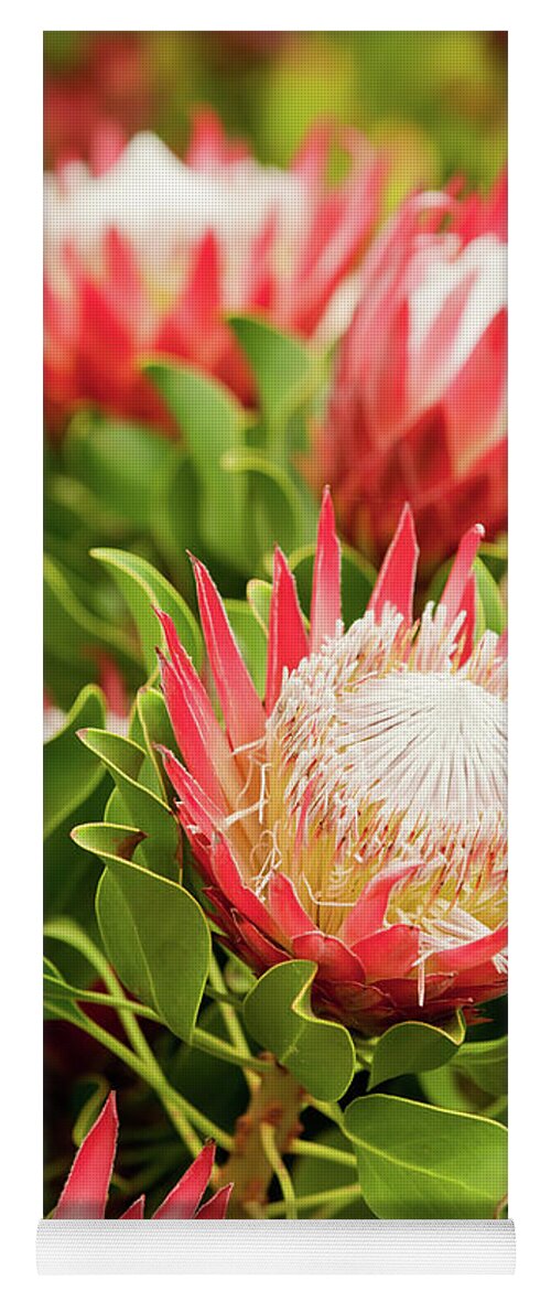 King Protea Yoga Mat featuring the photograph King Protea flowers by Simon Bratt