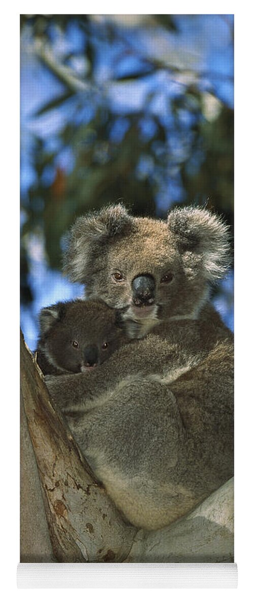 Mp Yoga Mat featuring the photograph Koala Phascolarctos Cinereus Mother by Konrad Wothe
