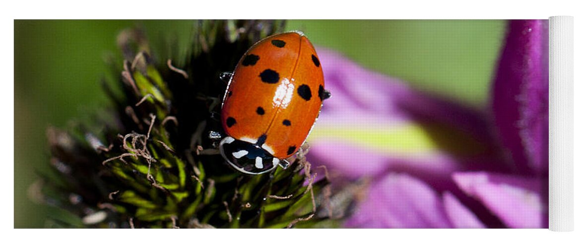 Ladybug Yoga Mat featuring the photograph Ladybug Delight by Julia McHugh