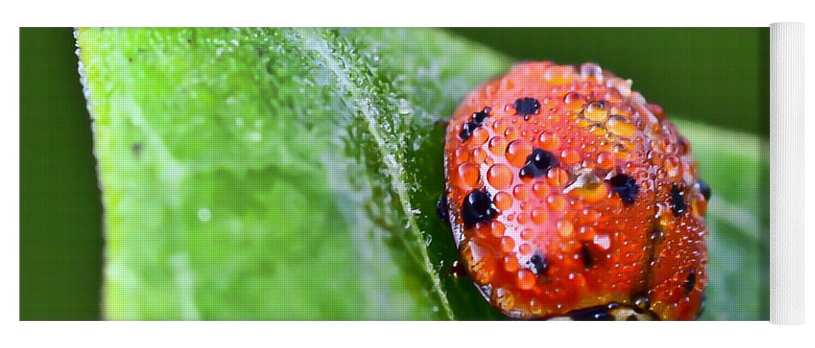 Ladybug Yoga Mat featuring the photograph Ladybug with Dew Drops by Kerri Farley