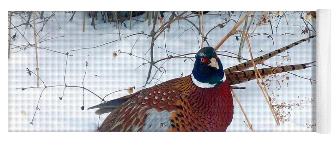 Ring-necked Pheasant Yoga Mat featuring the photograph Lake Country Pheasant 2 by Will Borden
