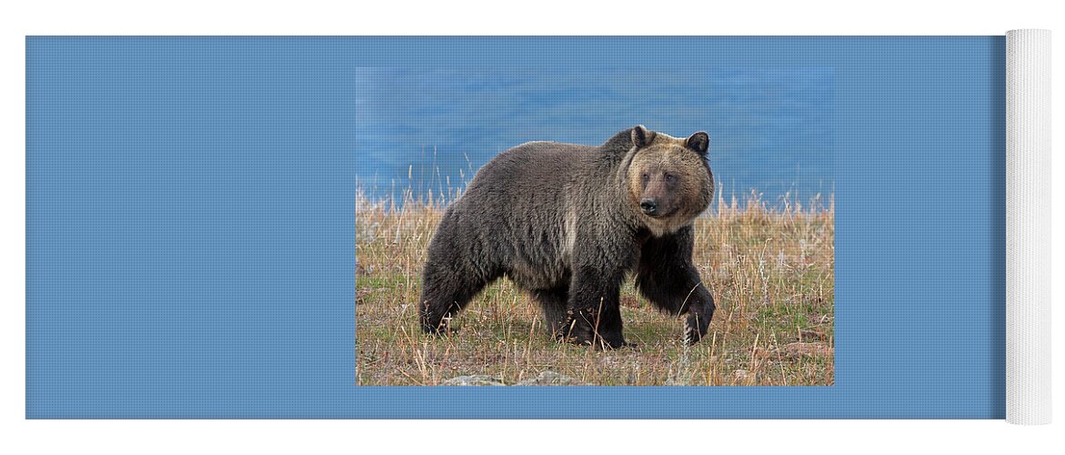 Mark Miller Photos Yoga Mat featuring the photograph Lakeside Grizzly by Mark Miller