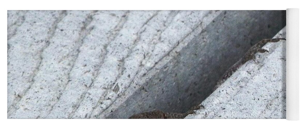 #psst #hey #you #down #here On The #grey #patio #i Am A #lizard And #hungry Yoga Mat featuring the photograph Larry The Hungry Lizard by Belinda Lee