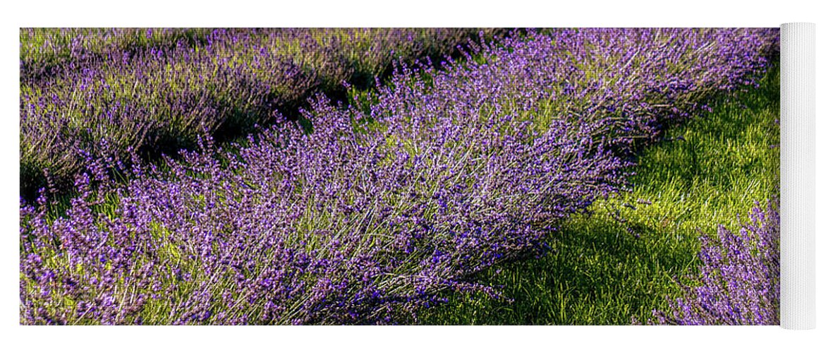  Yoga Mat featuring the photograph Lavender Fields Forever by Kendall McKernon