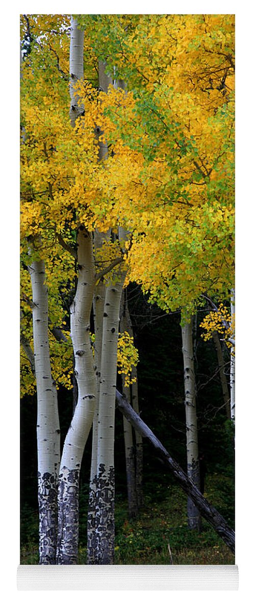 Aspens Yoga Mat featuring the photograph Leaning Aspen by Timothy Johnson