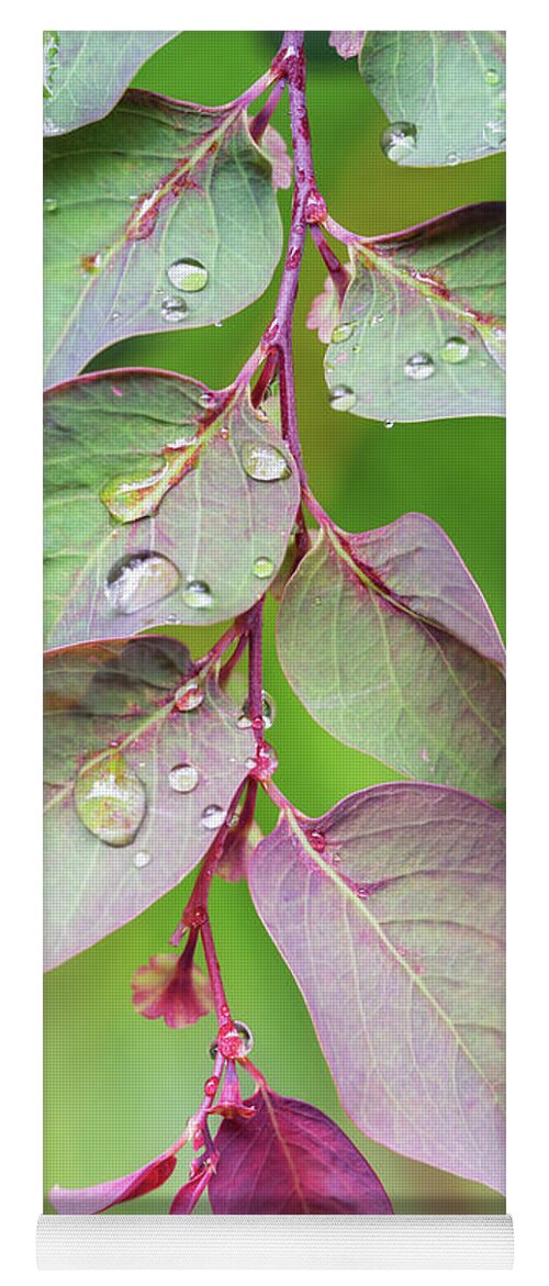 Leaves Yoga Mat featuring the photograph Leaves and Raindrops by Christopher Johnson