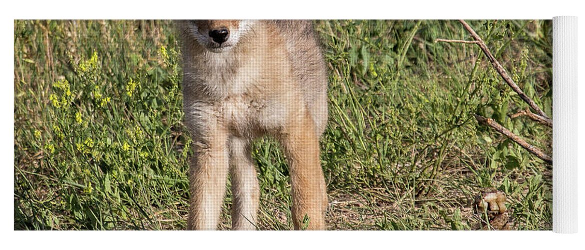 Coyote Pup Yoga Mat featuring the photograph Leftovers by Jim Garrison