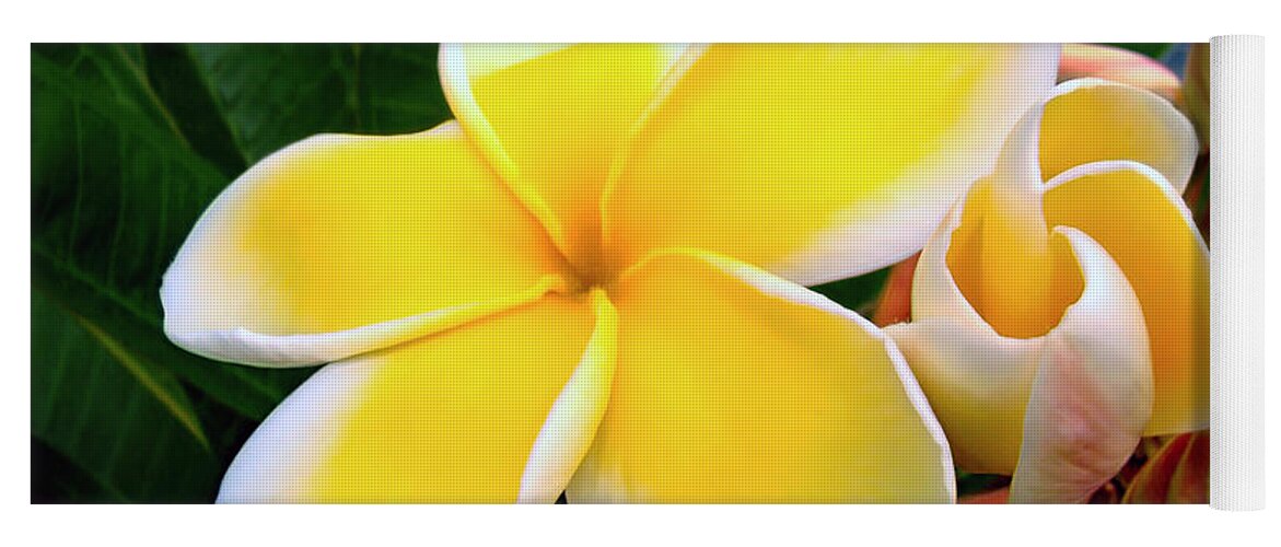 Flower Yoga Mat featuring the photograph Lemon Yellow Plumeria by Sue Melvin