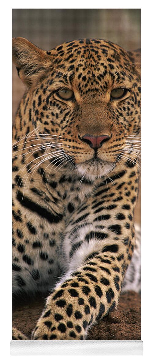 Leopard Panthera Pardus, Masai Mara Yoga Mat by Anup Shah