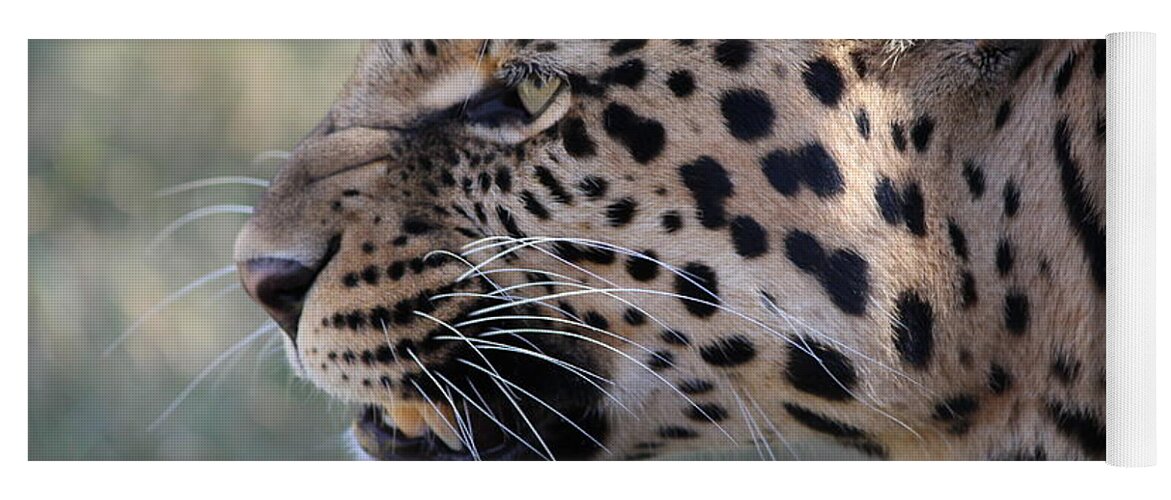Leopard Yoga Mat featuring the photograph This is your only warning by Samantha Delory