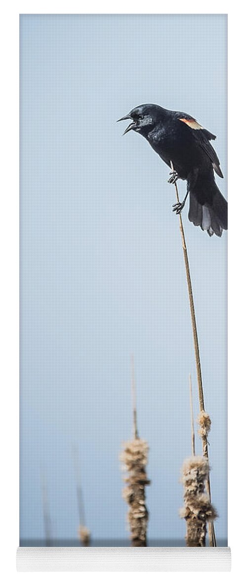 Red Winged Blackbird Yoga Mat featuring the photograph Let Me Tell You by Joann Long