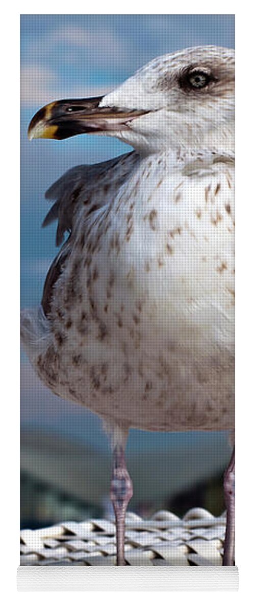 Pacific Gull Yoga Mat featuring the photograph Liberty of an Pacific Gull by Silva Wischeropp