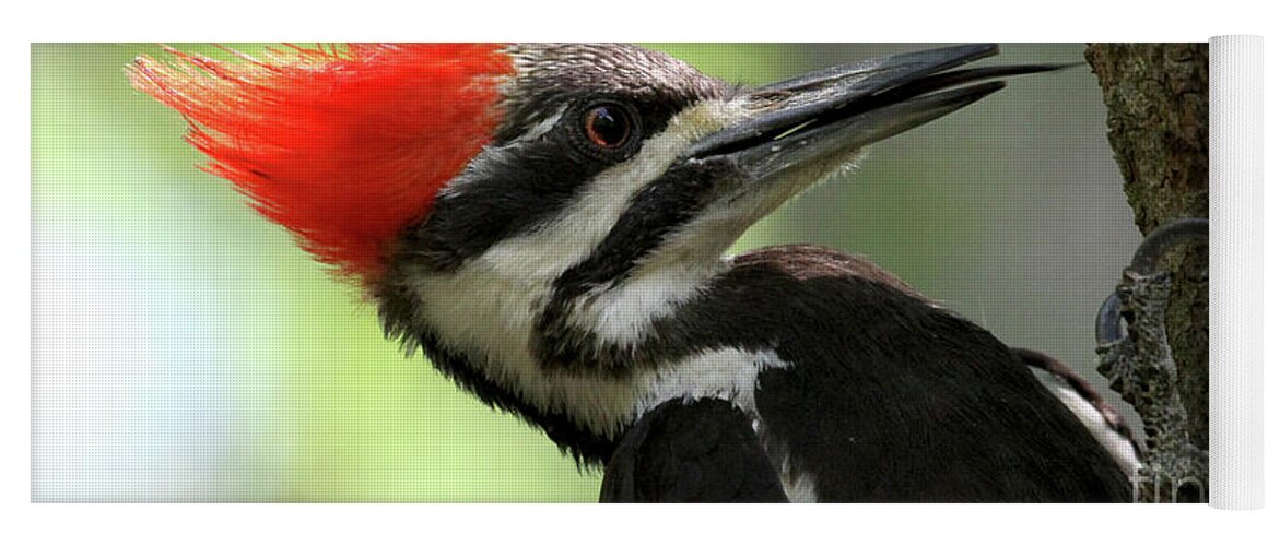 Pileated Woodpecker Yoga Mat featuring the photograph Lick It Up - Pileated Woodpecker by Meg Rousher