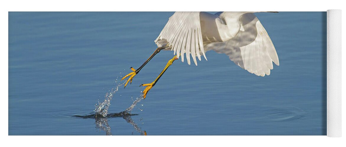 Egret Yoga Mat featuring the photograph Lift Off- Snowy Egret by Mark Miller