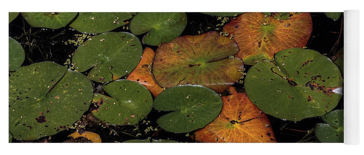 Nymphaeaceae Yoga Mat featuring the photograph Lily Pads by Steve Gravano