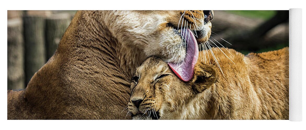 Baby Yoga Mat featuring the photograph Lion Mother Licking Her Cub by Ron Pate