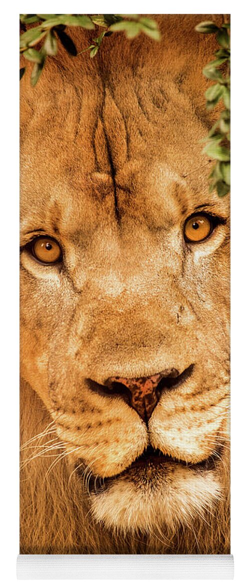 Lion Yoga Mat featuring the photograph Lion Stare by Don Johnson