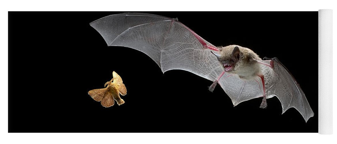 Mp Yoga Mat featuring the photograph Little Brown Bat Hunting Moth by Michael Durham