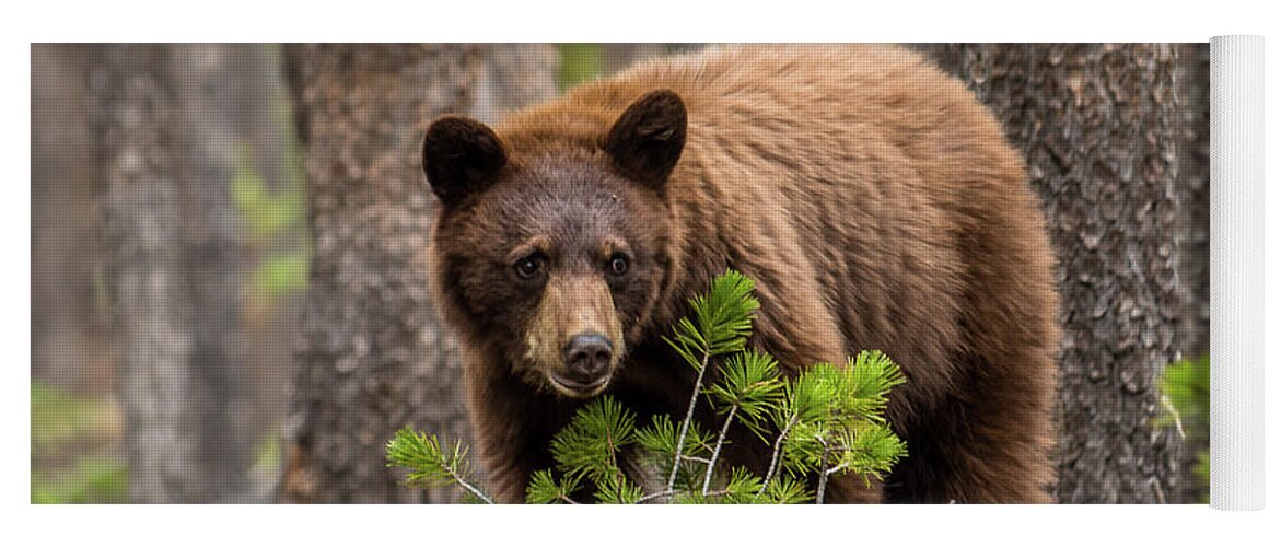 Black Bear Yoga Mat featuring the photograph Little Cinnamon In Forest by Yeates Photography