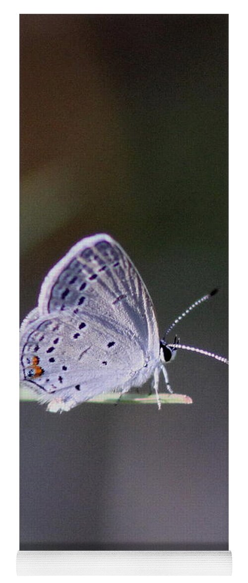 Swallowtail Butterfly Yoga Mat featuring the photograph Little Teeny - Butterfly by Travis Truelove
