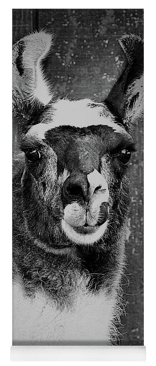 Llama Yoga Mat featuring the photograph Llama Face In Black And White by Smilin Eyes Treasures