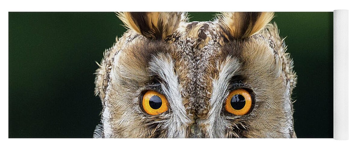 Long Eared Owl Yoga Mat featuring the photograph Long Eared Owl 1 by Nigel R Bell